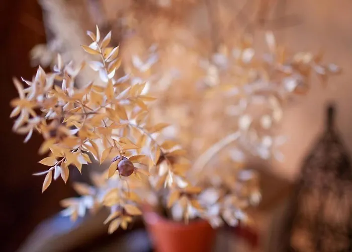 'colo' By Interhome Daire Roma